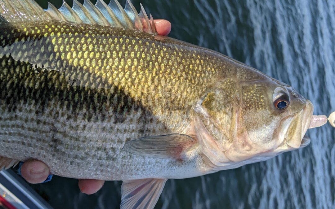 Fishing Guide Table Rock