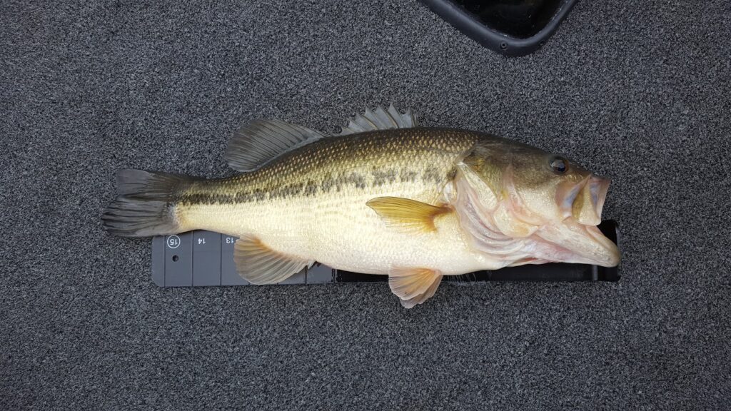 Table Rock Fishing Guide