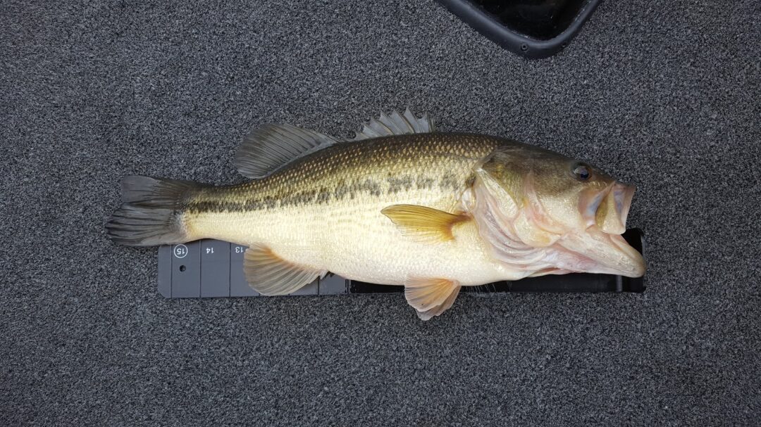 Table Rock Fishing Guide