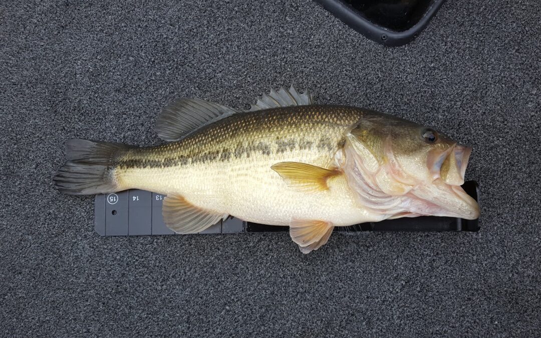 Branson Fishing Guide Table Rock Lake video fishing report 2/16/22