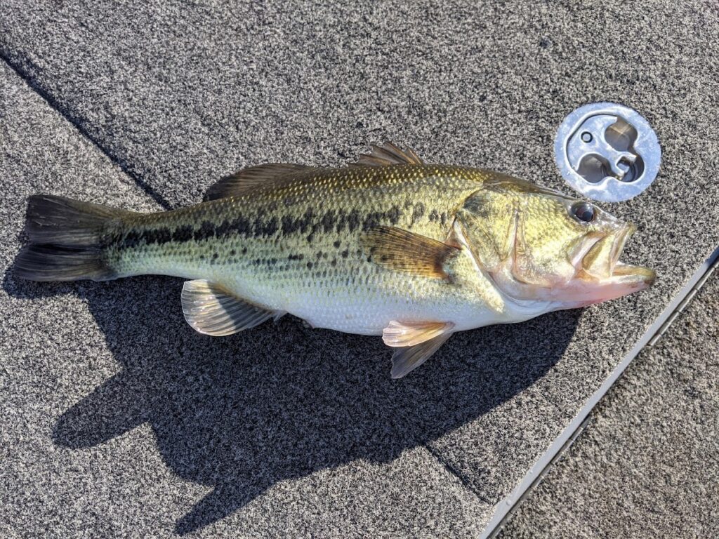 Fishing Guide Table Rock