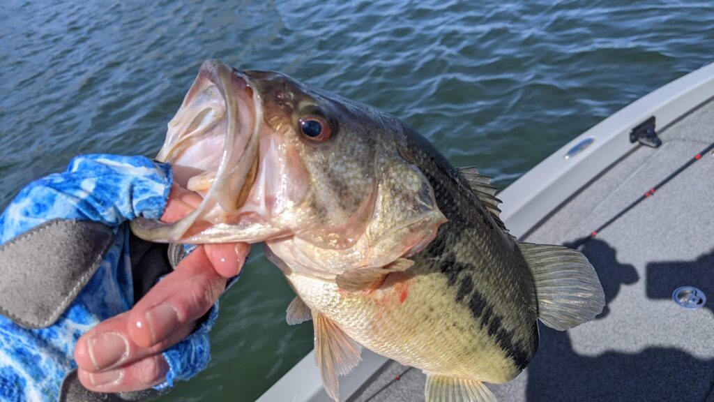 Fishing Guide Table Rock
